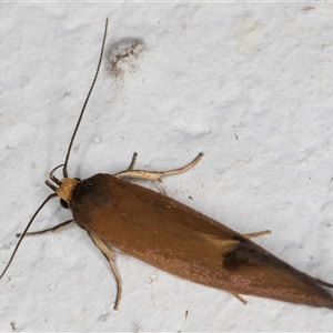 Delexocha ochrocausta at Melba, ACT - 4 Nov 2024 09:45 PM