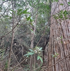 Zieria arborescens (Stinkwood) at Preston, TAS - 5 Nov 2024 by LyndalT