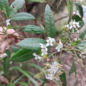 Zieria arborescens at Preston, TAS - 6 Nov 2024