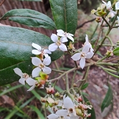 Zieria arborescens at Preston, TAS - 6 Nov 2024