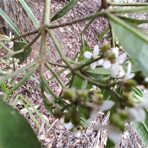 Zieria arborescens at Preston, TAS - 6 Nov 2024