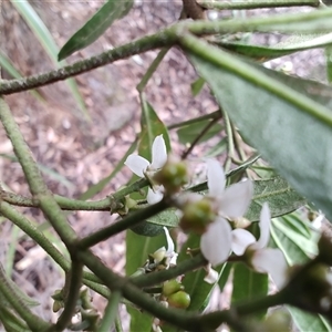 Zieria arborescens at Preston, TAS - 6 Nov 2024