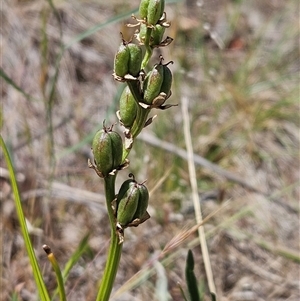 Wurmbea dioica subsp. dioica at Whitlam, ACT - 5 Nov 2024