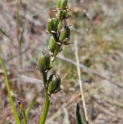 Wurmbea dioica subsp. dioica (Early Nancy) at Whitlam, ACT - 5 Nov 2024 by sangio7