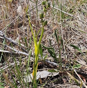 Wurmbea dioica subsp. dioica at Whitlam, ACT - 5 Nov 2024