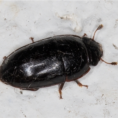 Nitidulidae sp. (family) (Sap beetle) at Melba, ACT - 4 Nov 2024 by kasiaaus