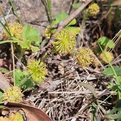 Hydrocotyle laxiflora (Stinking Pennywort) at Whitlam, ACT - 5 Nov 2024 by sangio7