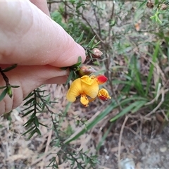 Pultenaea juniperina (Prickly Bush-pea) at Preston, TAS - 6 Nov 2024 by LyndalT