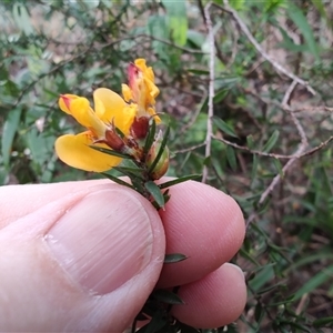 Pultenaea juniperina at Preston, TAS - 6 Nov 2024 09:07 AM