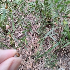 Pultenaea juniperina at Preston, TAS - 6 Nov 2024 09:07 AM