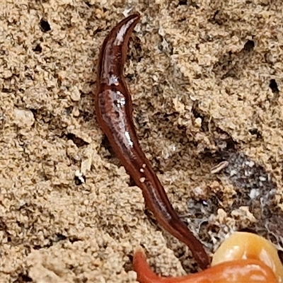 Anzoplana trilineata at Goulburn, NSW - 6 Nov 2024 by trevorpreston