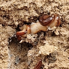 Anzoplana trilineata at Goulburn, NSW - 6 Nov 2024 04:48 PM