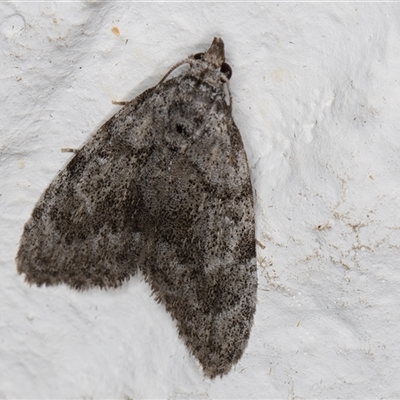 Nola cerraunias (A Noctuid moth (Nolinae) at Melba, ACT - 4 Nov 2024 by kasiaaus