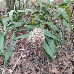 Olearia argophylla (Native Musk) at Preston, TAS - 6 Nov 2024 by LyndalT