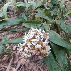 Olearia argophylla at Preston, TAS - 6 Nov 2024 09:07 AM