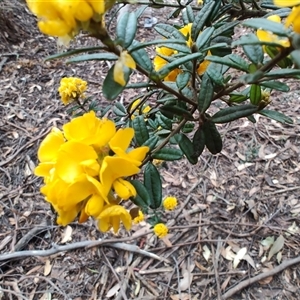 Oxylobium ellipticum (Common Shaggy Pea) at Preston, TAS by LyndalT