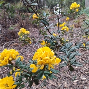 Oxylobium ellipticum at Preston, TAS - 6 Nov 2024