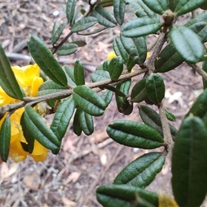 Oxylobium ellipticum at Preston, TAS - 6 Nov 2024