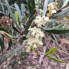 Acacia mucronata at Preston, TAS - 5 Nov 2024 by LyndalT