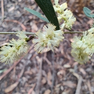 Acacia mucronata at Preston, TAS - 6 Nov 2024