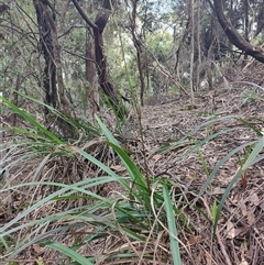 Dianella tasmanica (Tasman Flax Lily) at Preston, TAS - 6 Nov 2024 by LyndalT