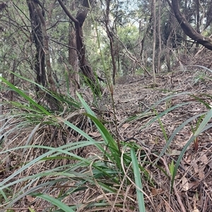 Dianella sp. at Preston, TAS by LyndalT