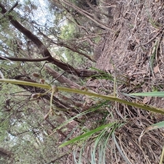 Dianella tasmanica at Preston, TAS - 6 Nov 2024 09:14 AM