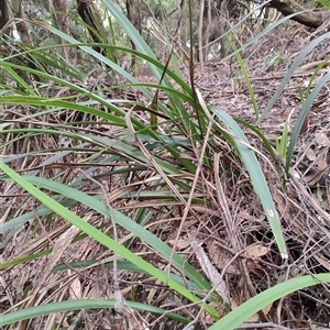 Dianella tasmanica at Preston, TAS - 6 Nov 2024 09:14 AM