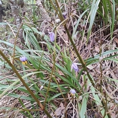 Dianella tasmanica at Preston, TAS - 6 Nov 2024 09:14 AM