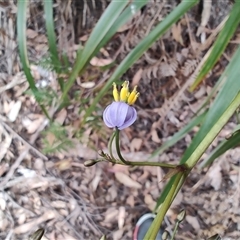 Dianella tasmanica at Preston, TAS - 6 Nov 2024 09:14 AM