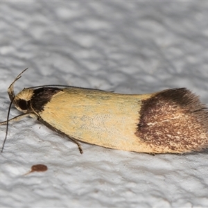 Coesyra cyclotoma at Melba, ACT - 4 Nov 2024