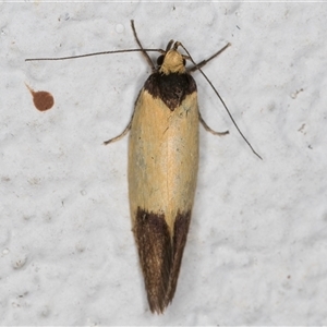 Coesyra cyclotoma at Melba, ACT - 4 Nov 2024 09:47 PM