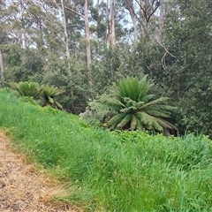 Dicksonia antarctica (Soft Treefern) at Preston, TAS - 5 Nov 2024 by LyndalT