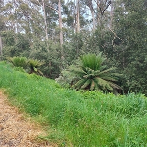 Dicksonia antarctica (Soft Treefern) at Preston, TAS by LyndalT