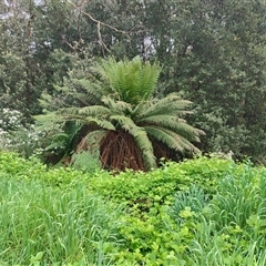 Dicksonia antarctica at Preston, TAS - suppressed