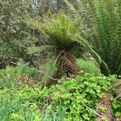 Dicksonia antarctica at Preston, TAS - 6 Nov 2024