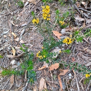 Aotus ericoides at Preston, TAS by LyndalT