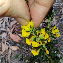 Aotus ericoides at Preston, TAS - 6 Nov 2024 09:18 AM