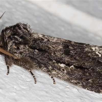 Neola semiaurata (Wattle Notodontid Moth) at Melba, ACT - 4 Nov 2024 by kasiaaus