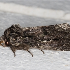 Neola semiaurata at Melba, ACT - 4 Nov 2024