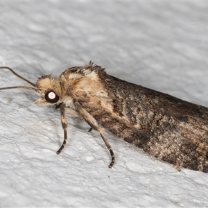 Cryptoptila australana at Melba, ACT - 4 Nov 2024