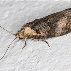 Cryptoptila australana at Melba, ACT - 4 Nov 2024