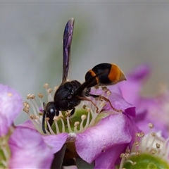 Paralastor sp. (genus) (Potter Wasp) at Florey, ACT - 6 Nov 2024 by KorinneM