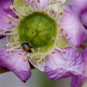 Diomus notescens at Florey, ACT - 6 Nov 2024