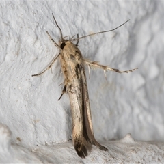 Stathmopoda hyposcia at Melba, ACT - 4 Nov 2024 09:59 PM