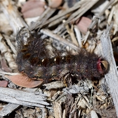 Epicoma contristis (Yellow-spotted Epicoma Moth) at Florey, ACT - 6 Nov 2024 by KorinneM