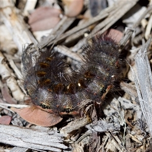 Epicoma contristis at Florey, ACT - suppressed