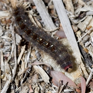 Epicoma contristis at Florey, ACT - suppressed