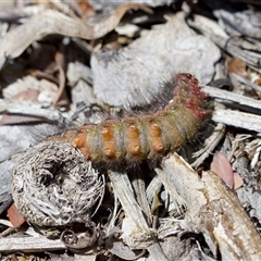 Epicoma contristis at Florey, ACT - suppressed