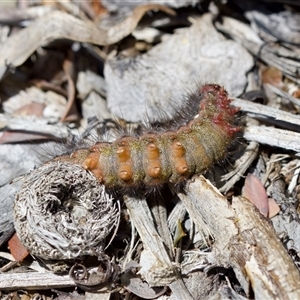 Epicoma contristis at Florey, ACT - 6 Nov 2024